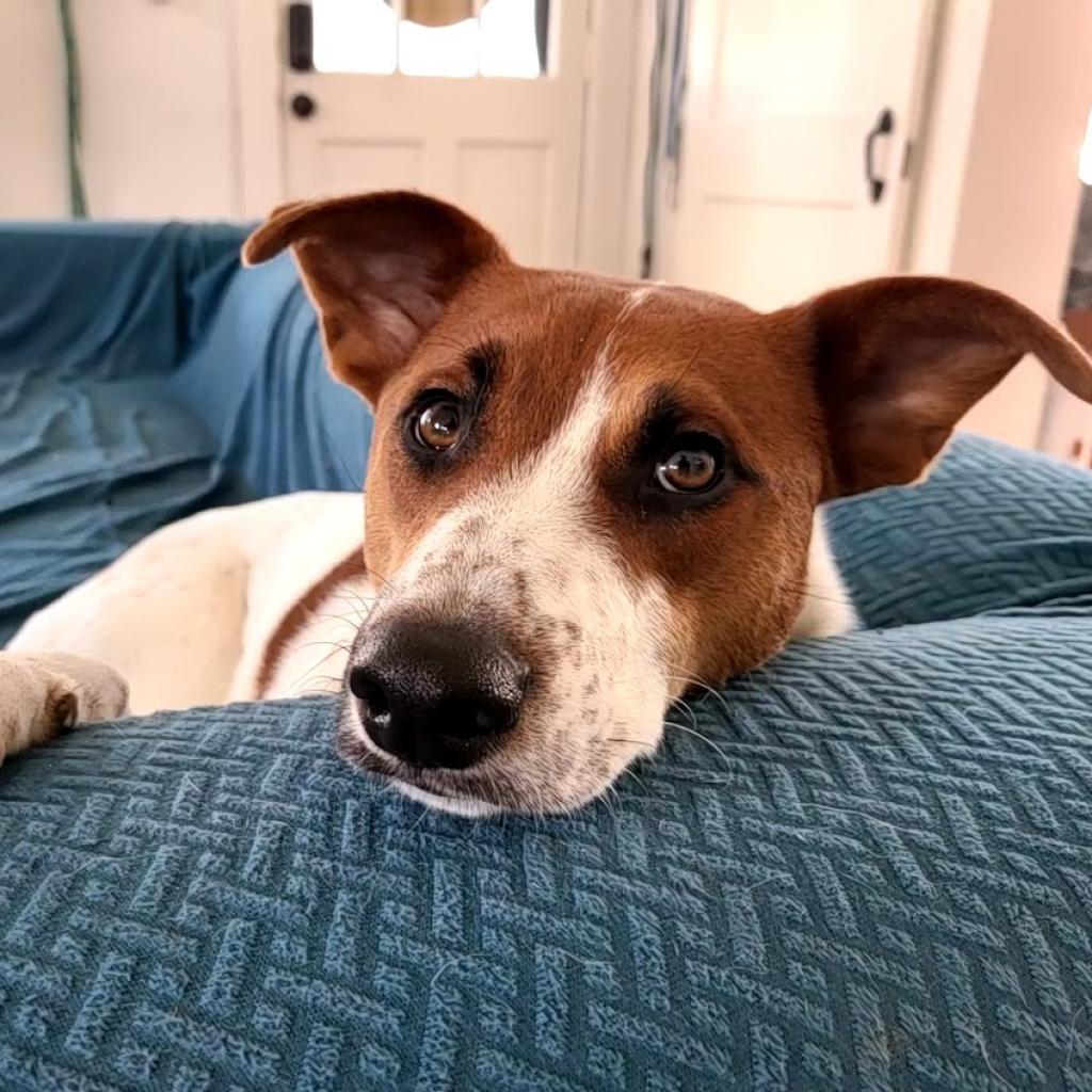 Enlarge Pele, a Adoptable mixed breed in Fort Worth, TX image 4/5