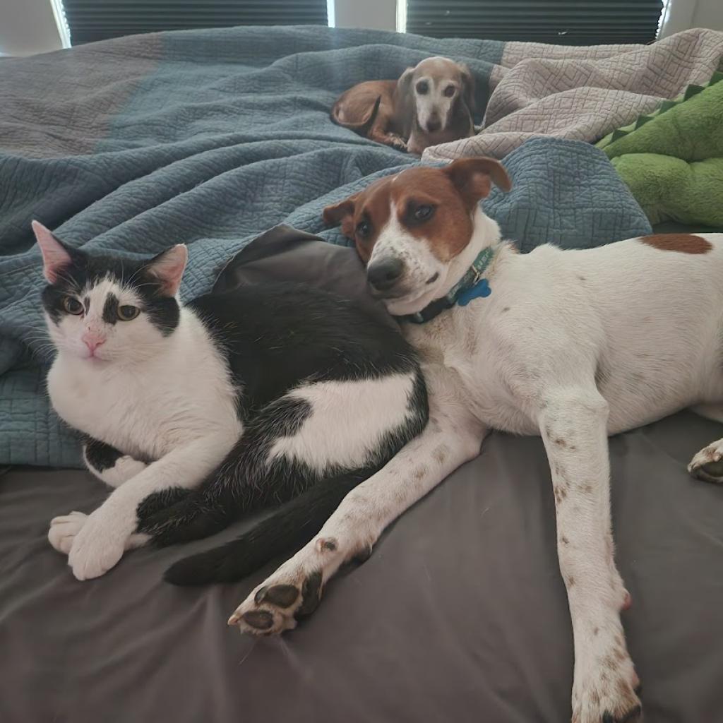 Enlarge Pele, a Adoptable mixed breed in Fort Worth, TX image 5/5