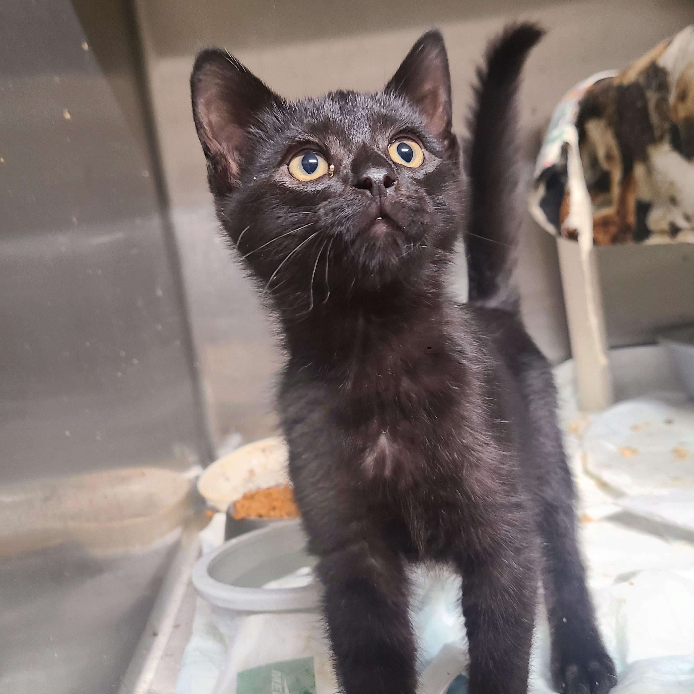 Enlarge Rudolph Ramón, a Adoptable Domestic Short Hair in Barron, WI image 3/4