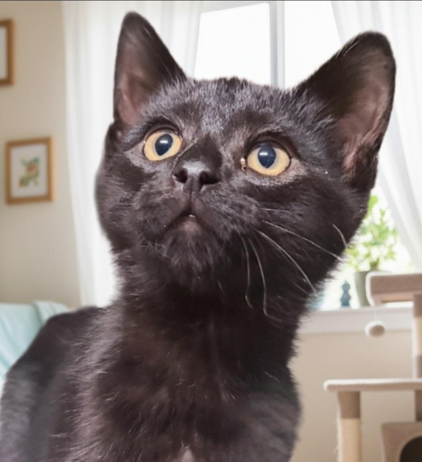 Enlarge Rudolph Ramón, a Adoptable Domestic Short Hair in Barron, WI image 1/4