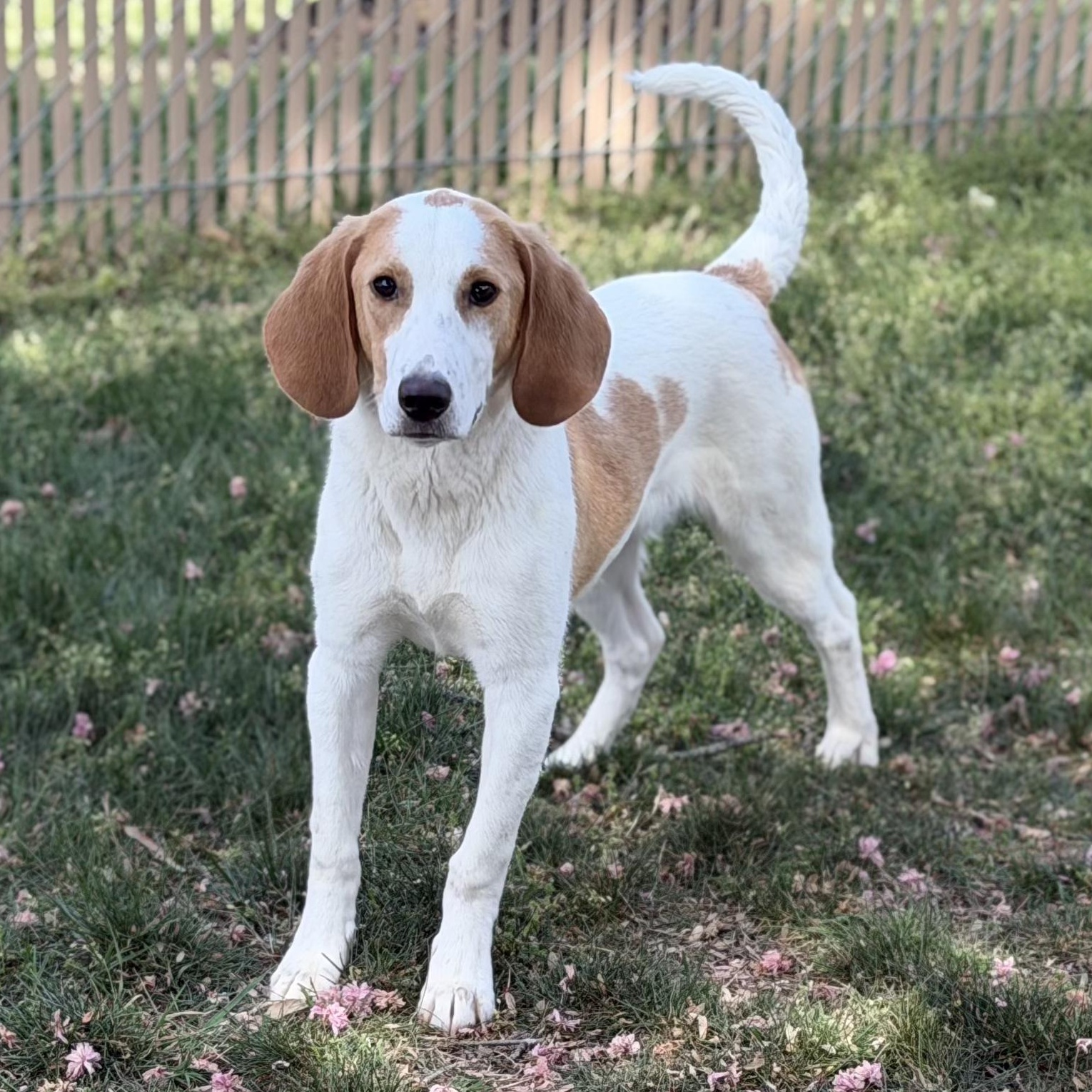 Enlarge 26-00446 VALOR, a ADOPTABLE Hound in Fredericksburg, VA image 1/2