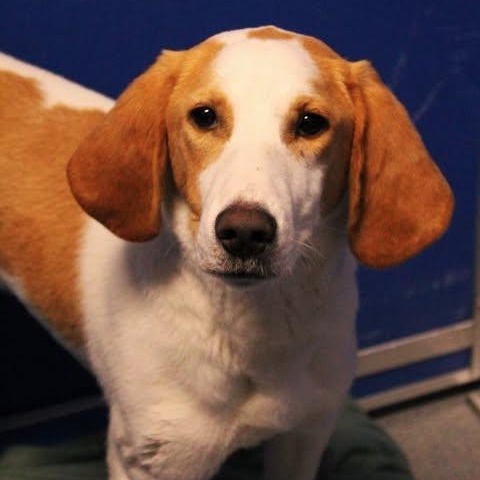 Enlarge 26-00446 VALOR, a ADOPTABLE Hound in Fredericksburg, VA image 2/2