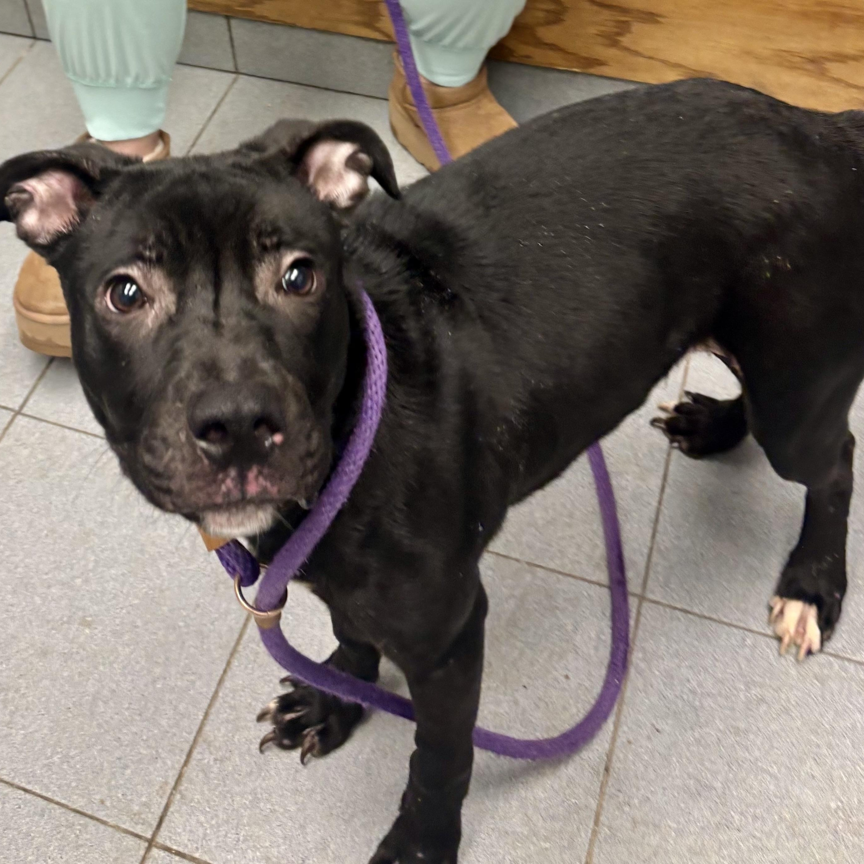 Enlarge Fang, an adopted mixed breed in Buffalo, NY image 3/6