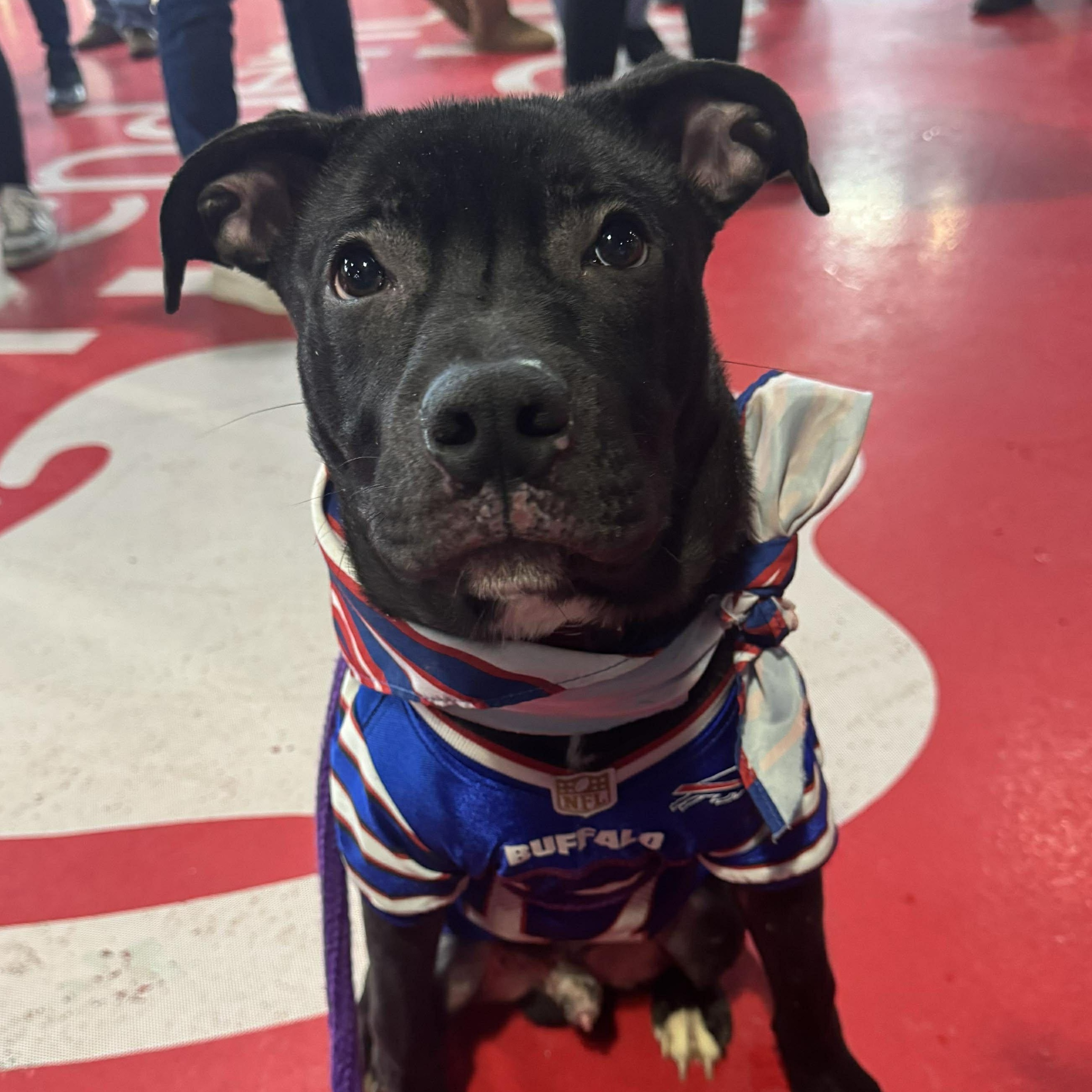 Enlarge Fang, an adopted mixed breed in Buffalo, NY image 1/6