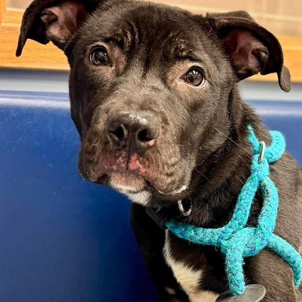 Enlarge Fang, an adopted mixed breed in Buffalo, NY image 4/6