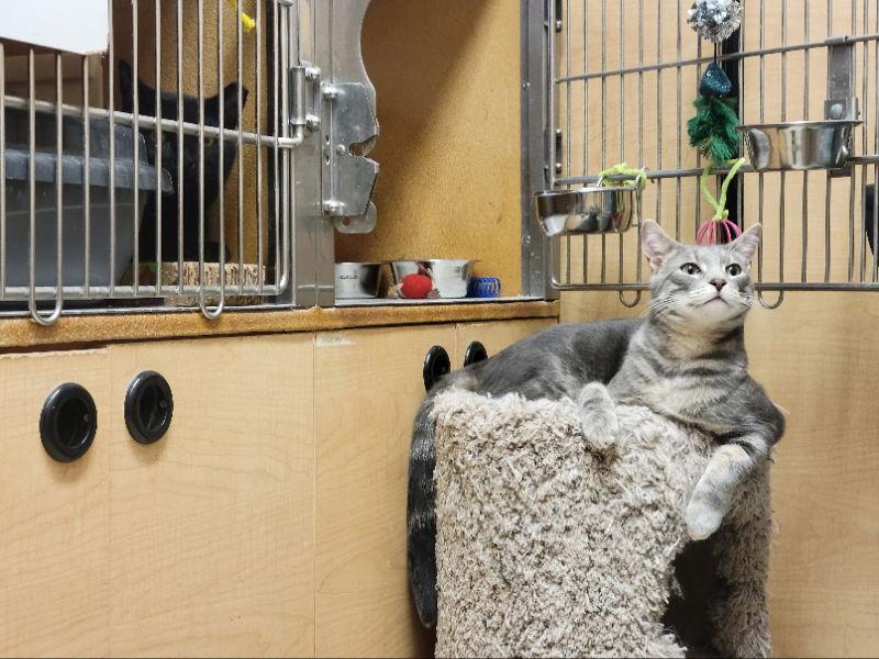 Enlarge Bullet, a Adoptable Domestic Short Hair in Delran, NJ image 1/3