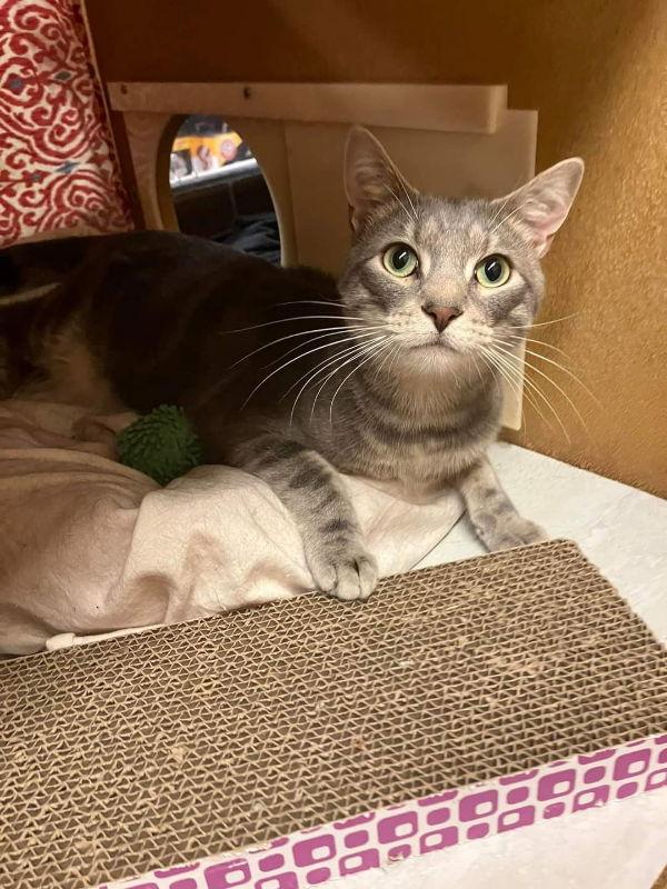 Bullet, a Adoptable Domestic Short Hair in Delran, NJ image 1/6