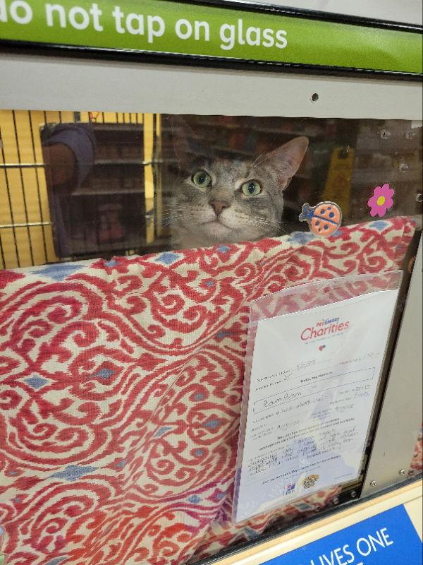 Enlarge Bullet, a Adoptable Domestic Short Hair in Delran, NJ image 3/3