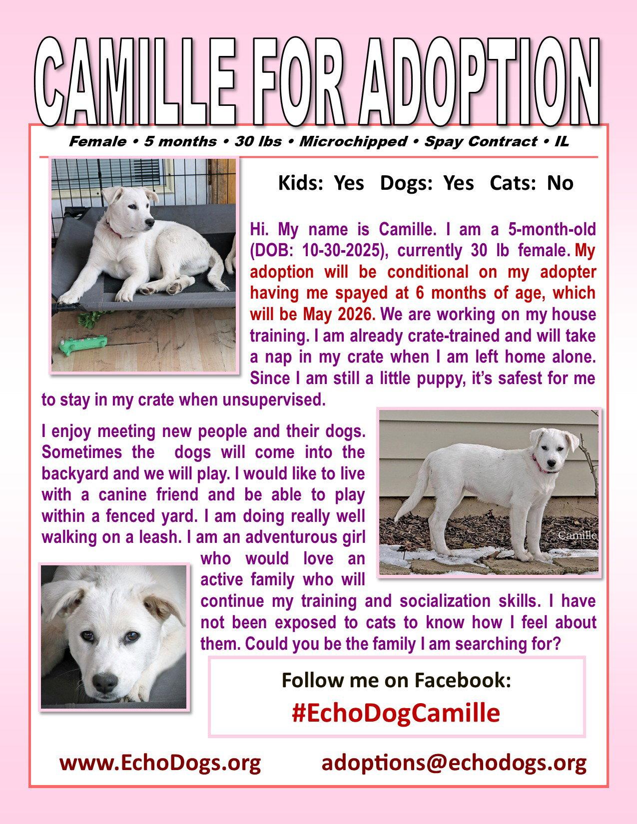 Enlarge Camille, a Adopted Cattle Dog in Londonderry, NH image 1/3