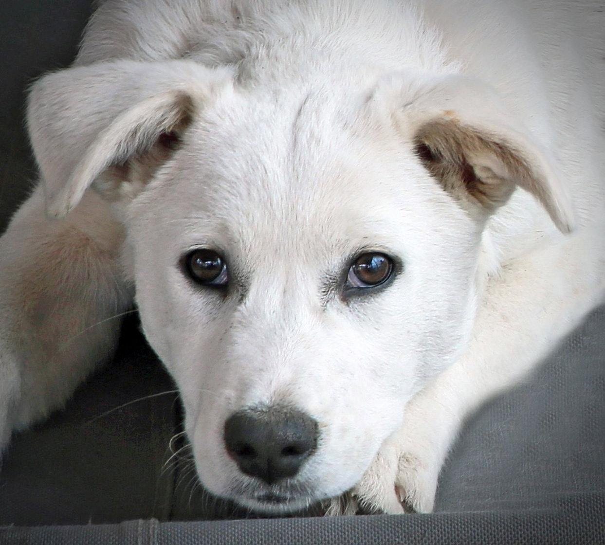 Enlarge Camille, a Adopted Cattle Dog in Londonderry, NH image 2/3