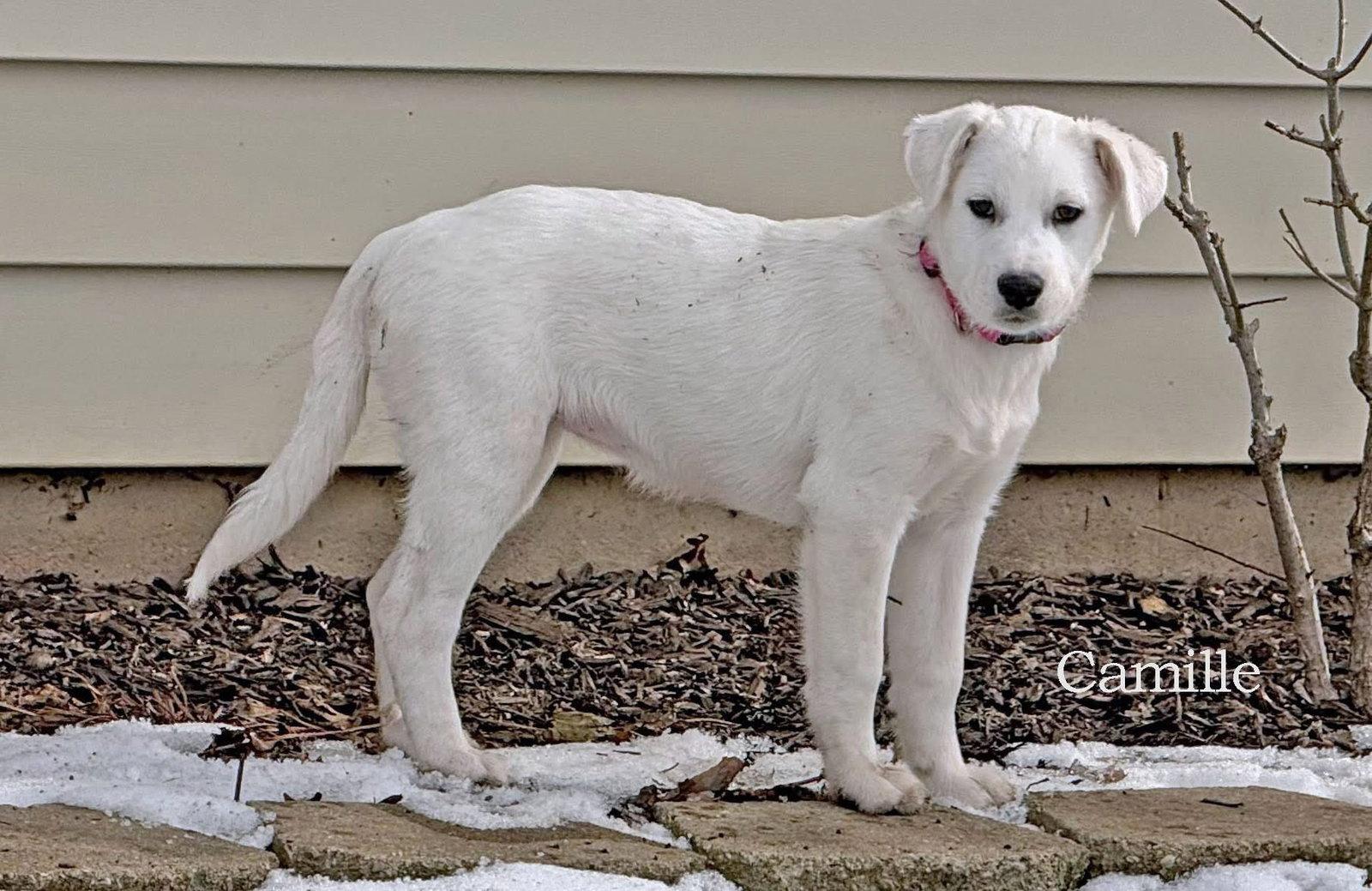 Enlarge Camille, a Adopted Cattle Dog in Londonderry, NH image 3/3