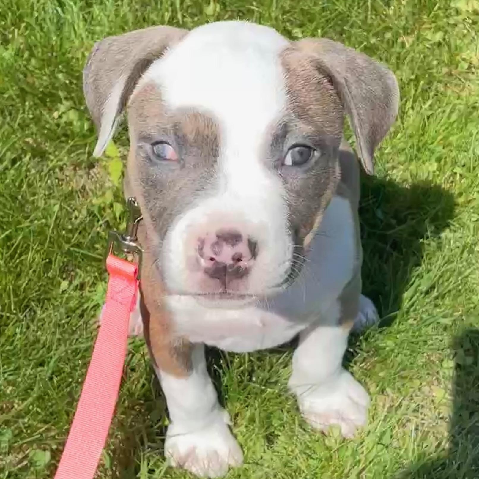 Tanner, a ADOPTABLE Pit Bull Terrier in Schenectady, NY image 1/5