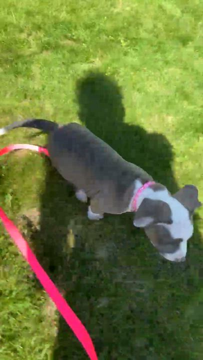 Enlarge Tanner, a ADOPTABLE Pit Bull Terrier in Schenectady, NY video 5/5
