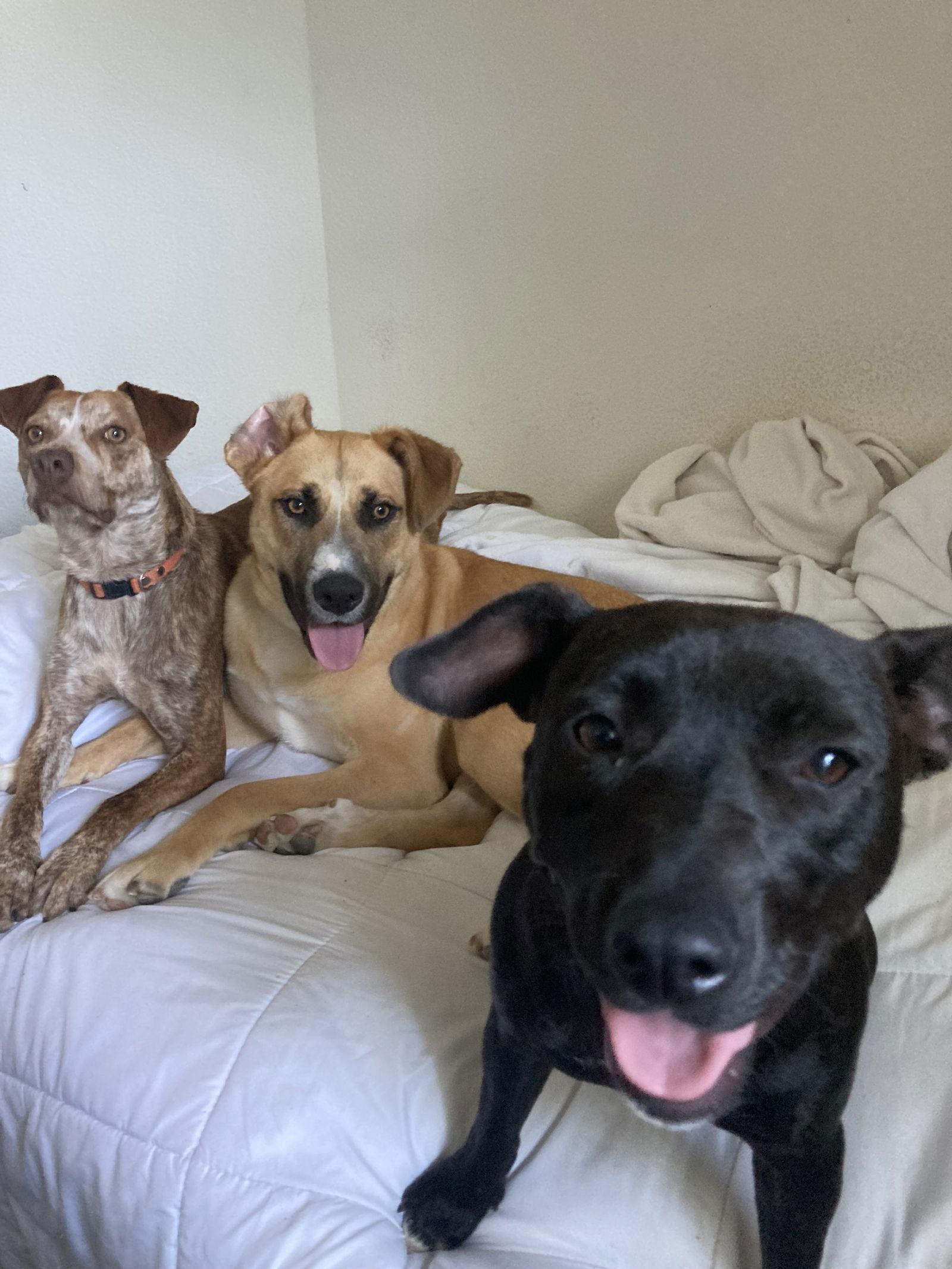 UMA, a Adoptable mixed breed in San Diego, CA image 1/3