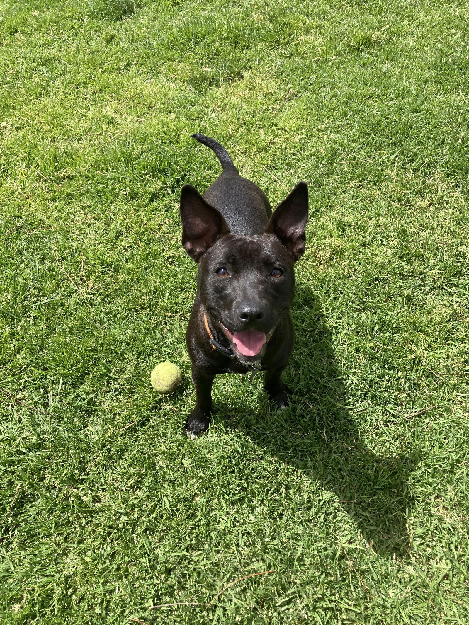 UMA, a Adoptable mixed breed in San Diego, CA image 2/3