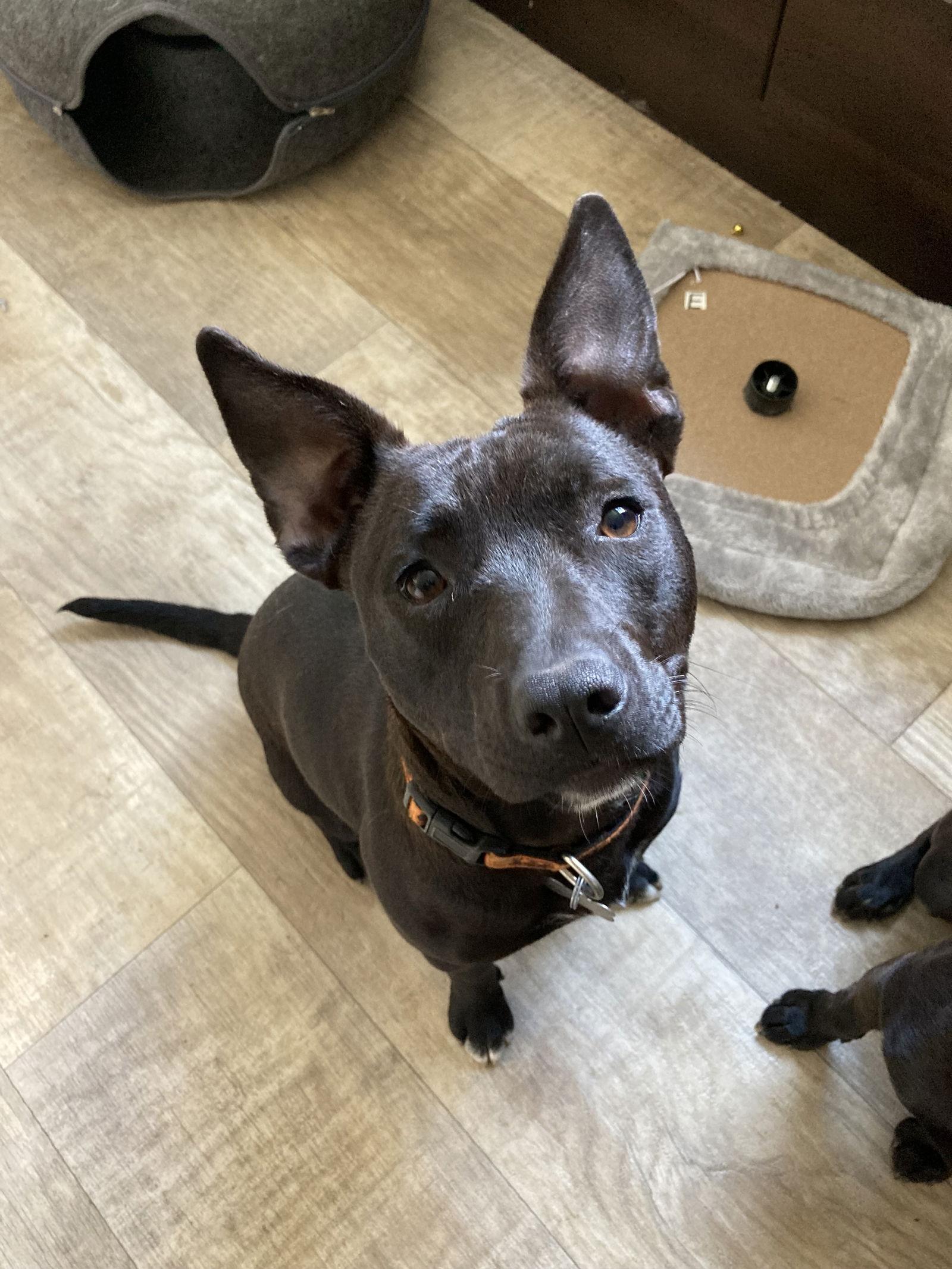 UMA, a Adoptable mixed breed in San Diego, CA image 3/3