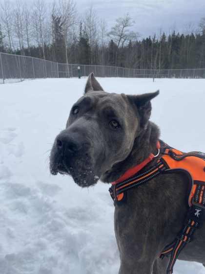Mocha, Adoptable, Adult Female Cane Corso & Mixed Breed.