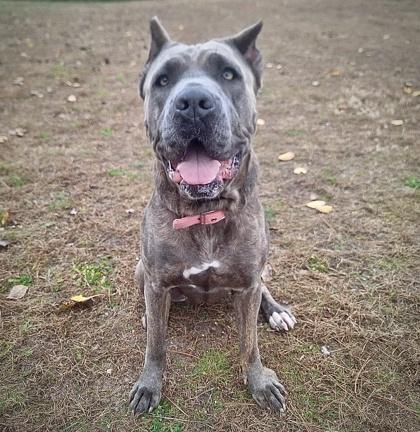 Mocha, Adoptable, Adult Female Cane Corso & Mixed Breed.