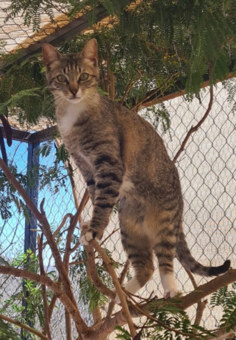 Enlarge Pepper, a Adoptable mixed breed in Cabo San Lucas, BCS image 1/1