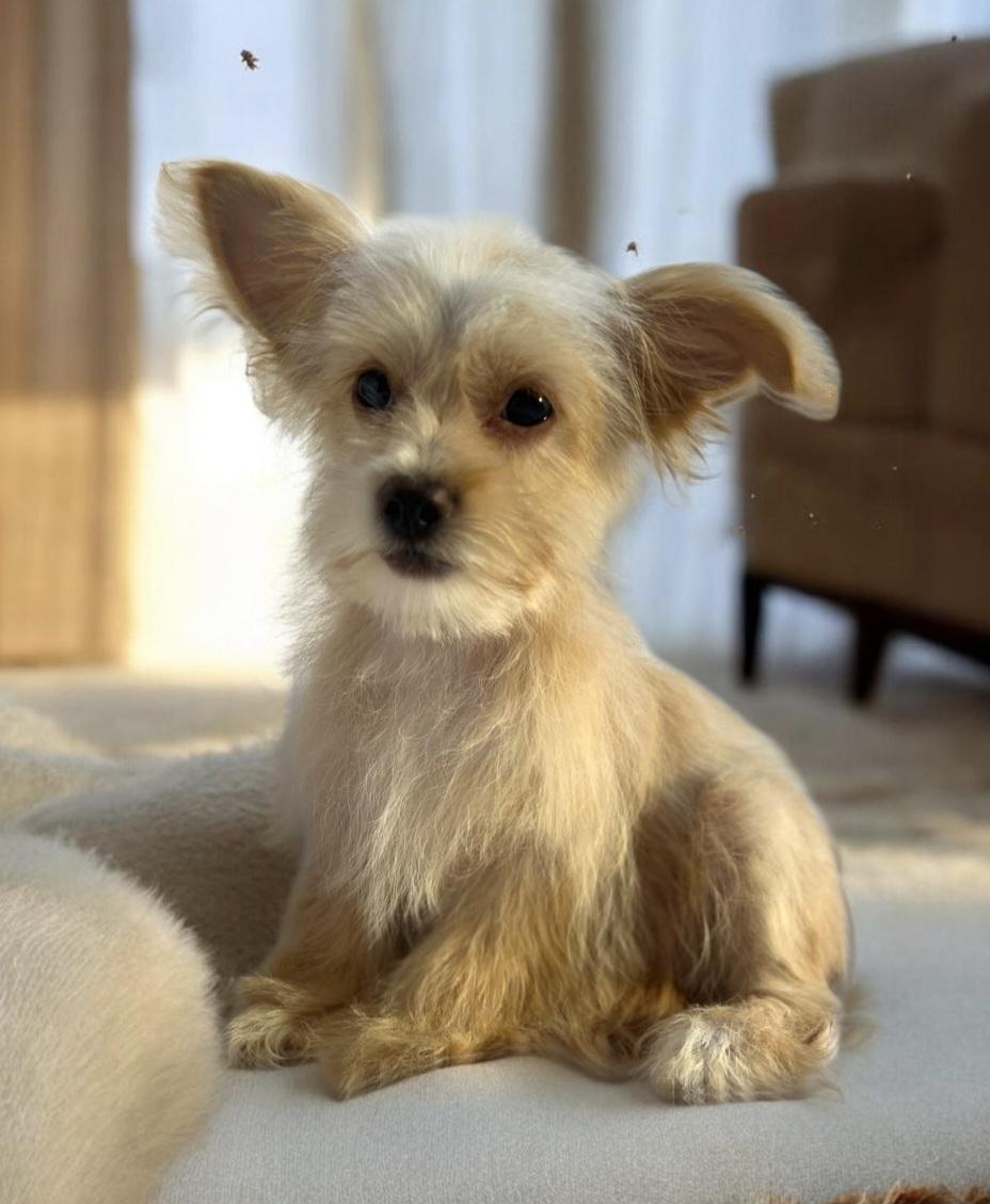 Enlarge Mr snuggles , a ADOPTABLE mixed breed in Hawthorne, CA image 2/2