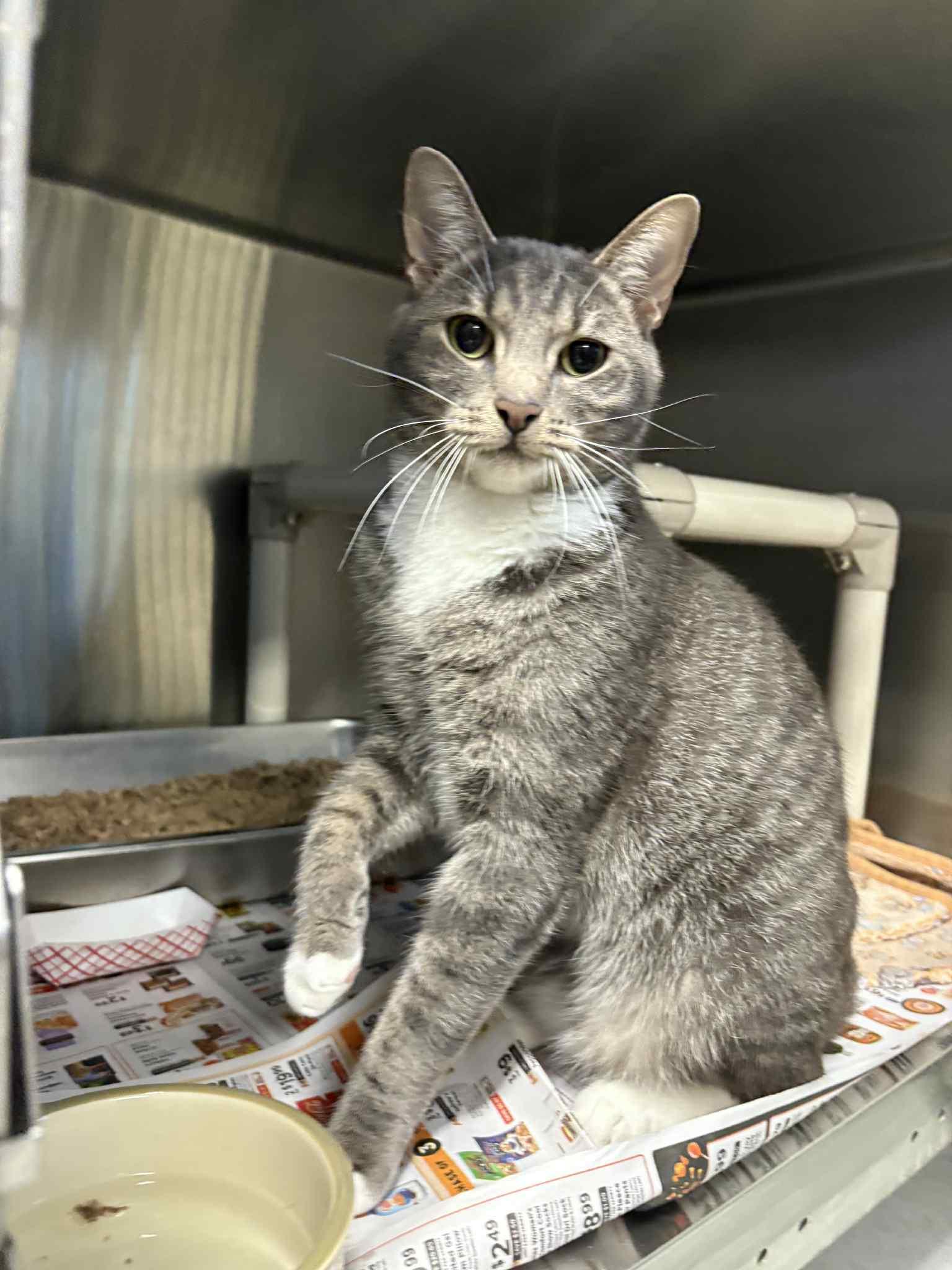 Enlarge Hawk, a Adoptable Domestic Short Hair in Bridgewater, NJ image 1/1