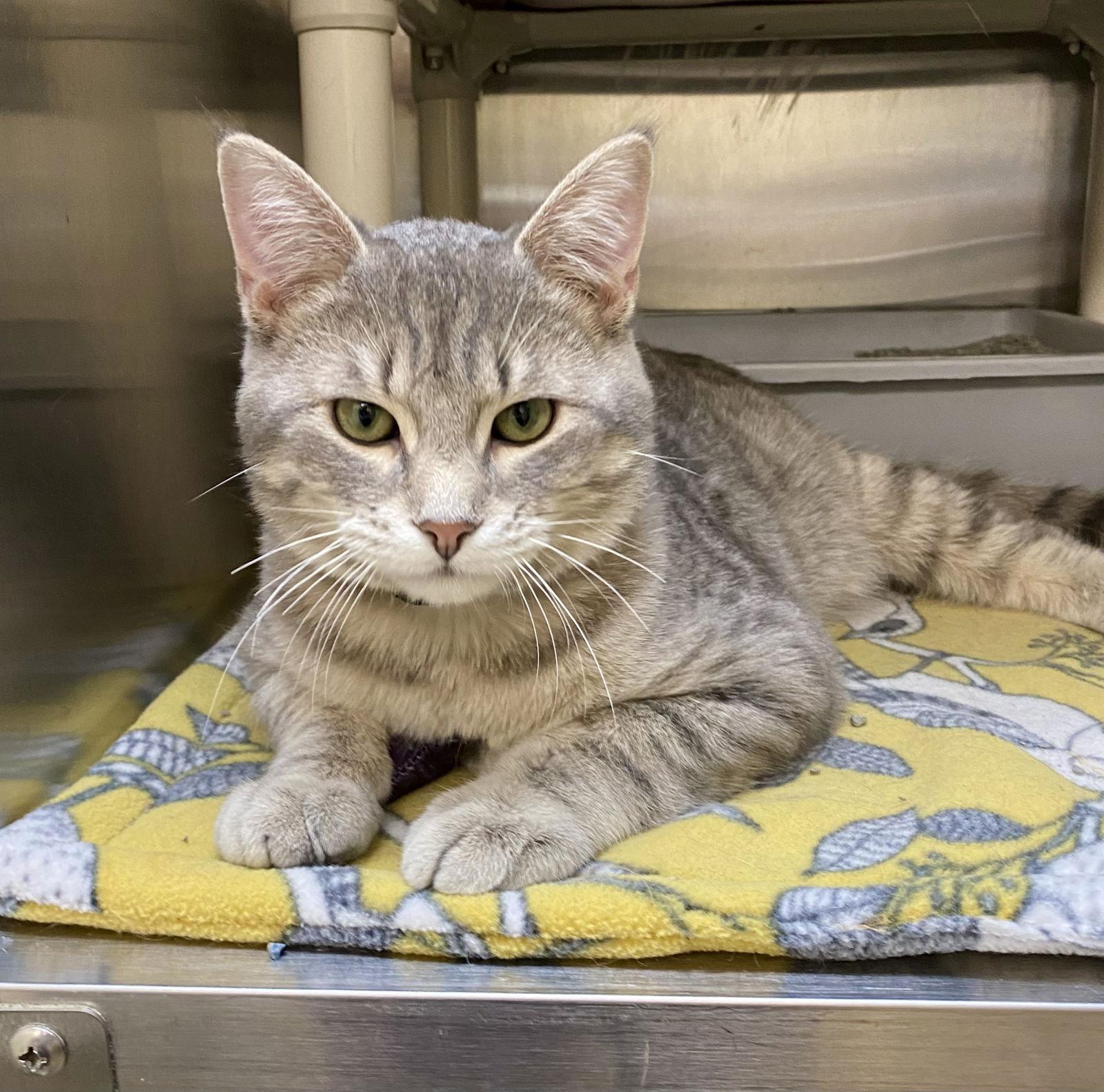 Enlarge FeeBee, a Adoptable mixed breed in Fargo, ND image 1/2