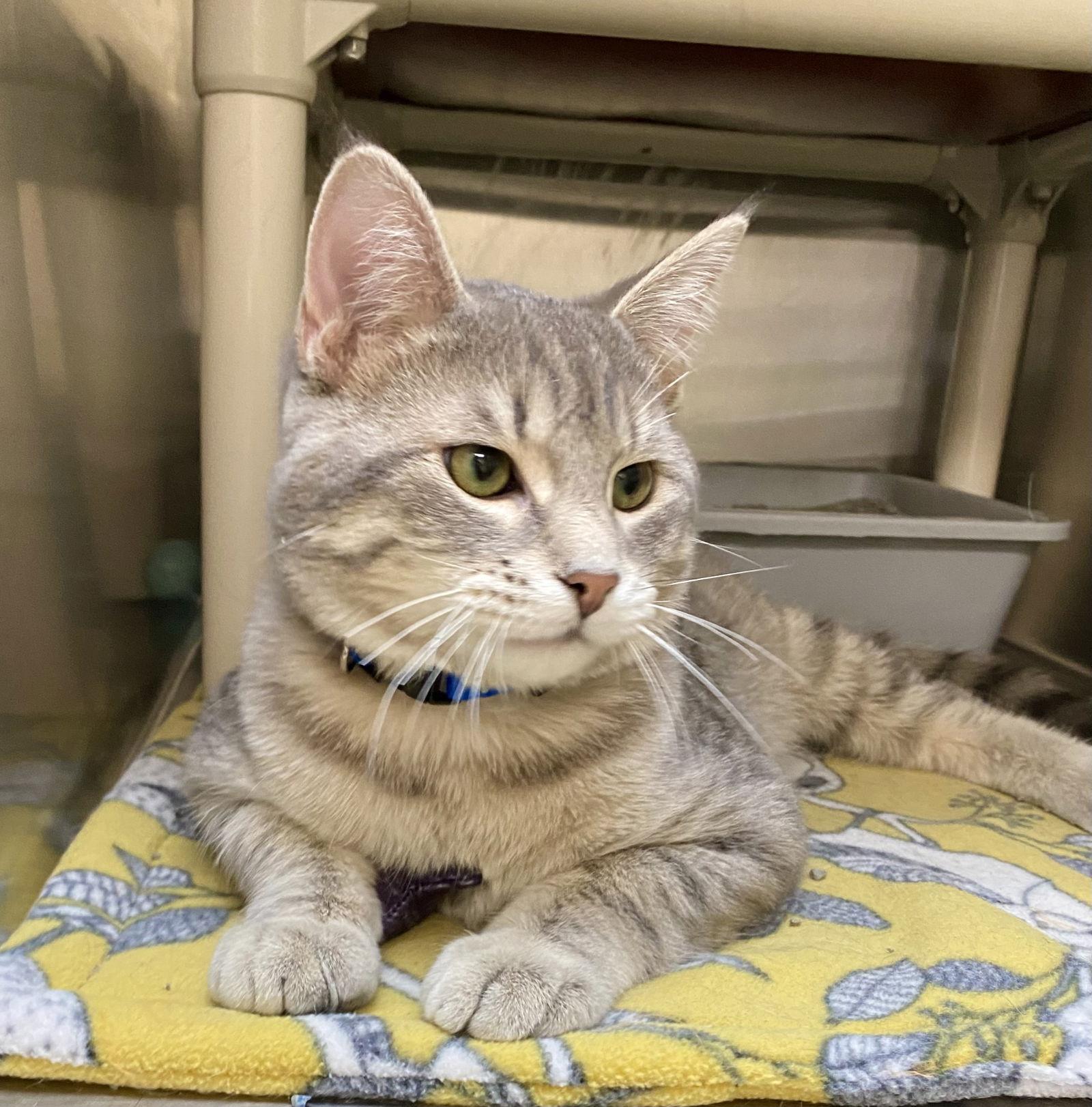 Enlarge FeeBee, a Adoptable mixed breed in Fargo, ND image 2/2