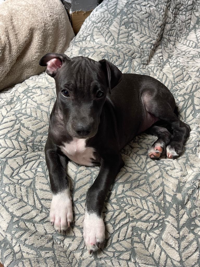 Scrappy, Adopted, Adult Male Labrador Retriever & Pit Bull Terrier.