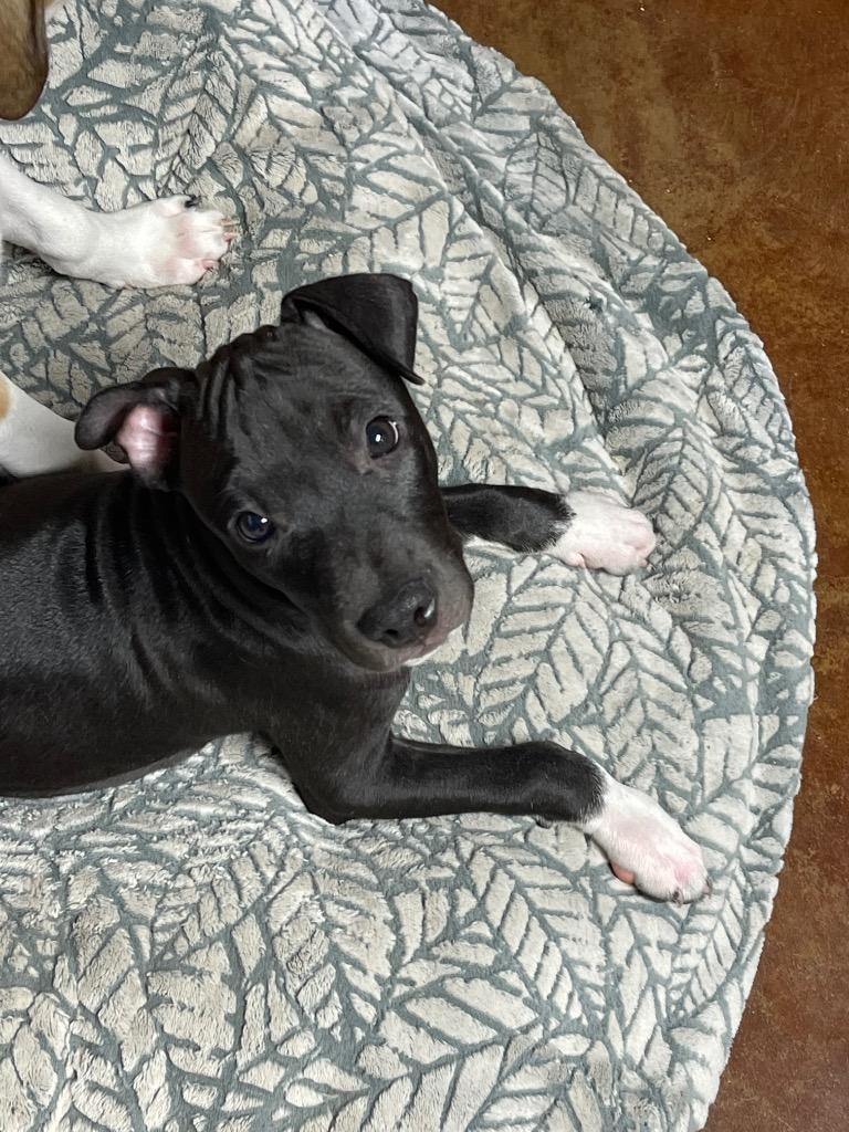 Enlarge Scrappy, a Adopted mixed breed in Arlington, TX image 2/2