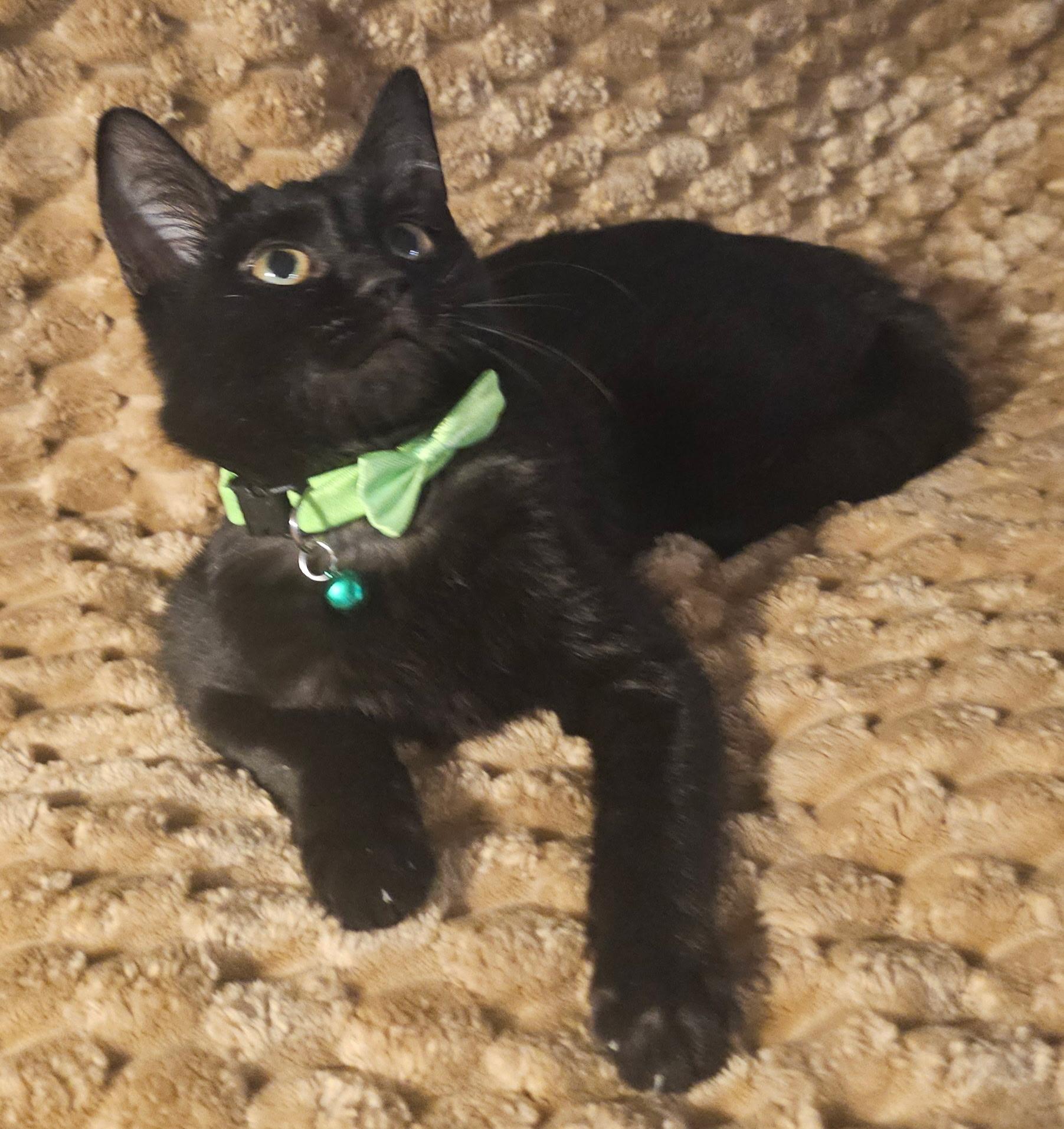 Lupin , an adopted mixed breed in Youngtown, AZ image 2/2