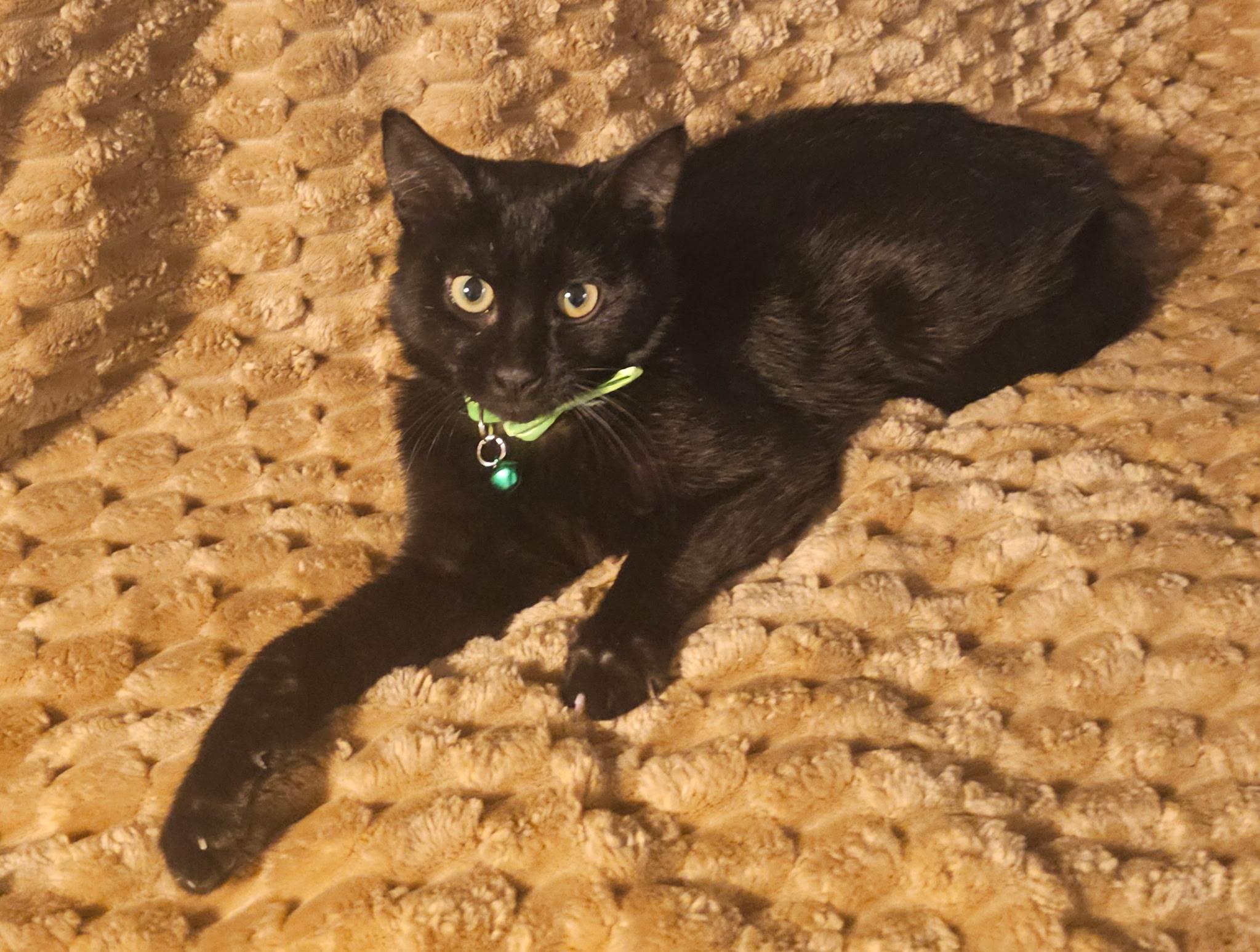 Lupin , an adopted mixed breed in Youngtown, AZ image 1/2