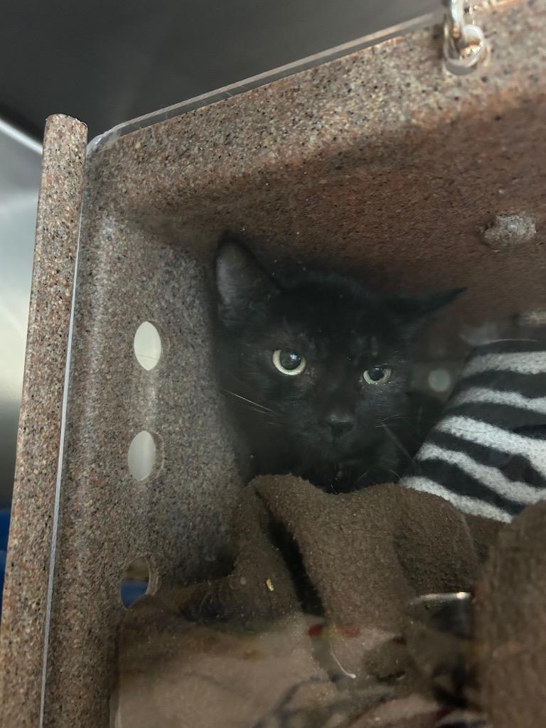 Enlarge M0 Feral Momma / N0 Feral Mom, a Adoptable mixed breed in Ashland, WI image 1/1