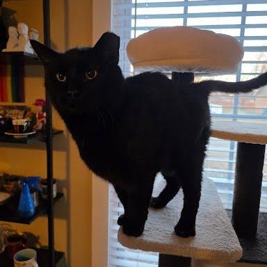 Enlarge Ardent, a Adoptable Domestic Short Hair in Edwardsville, IL image 1/6