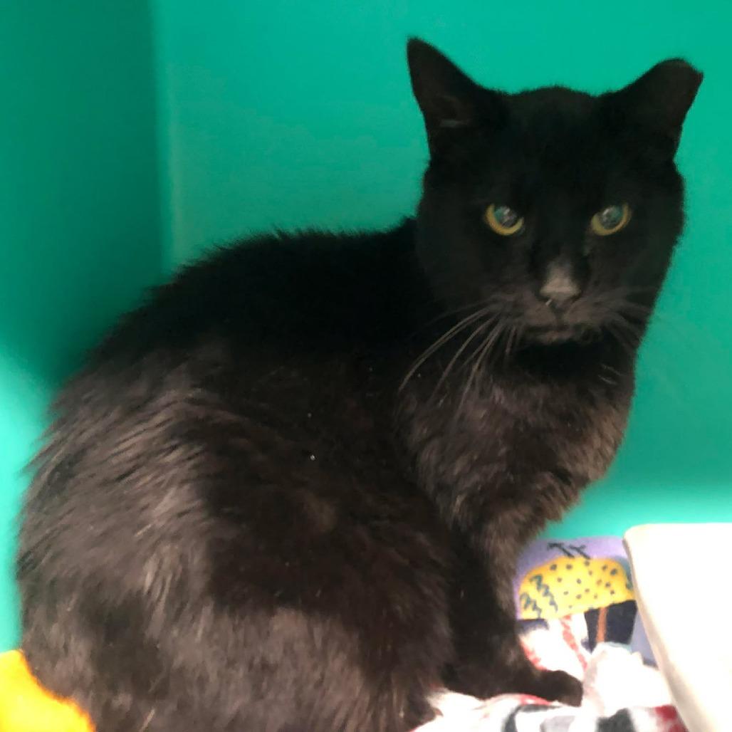 Ardent, Adoptable, Adult Male Domestic Short Hair.