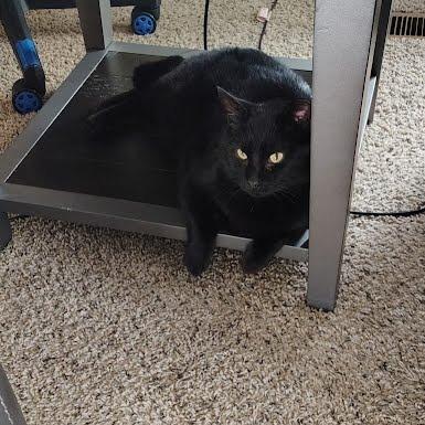 Enlarge Ardent, a Adoptable Domestic Short Hair in Edwardsville, IL image 3/6