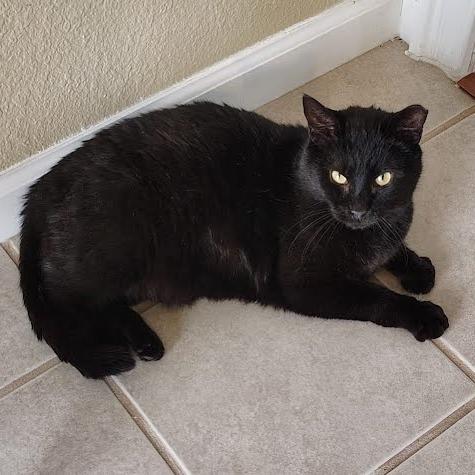 Enlarge Ardent, a Adoptable Domestic Short Hair in Edwardsville, IL image 5/6