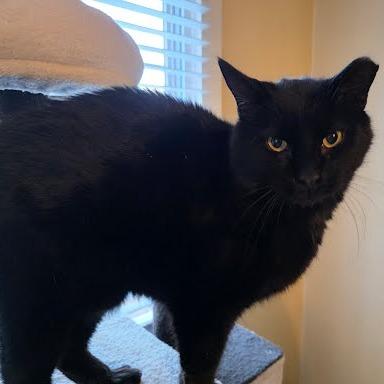 Enlarge Ardent, a Adoptable Domestic Short Hair in Edwardsville, IL image 6/6