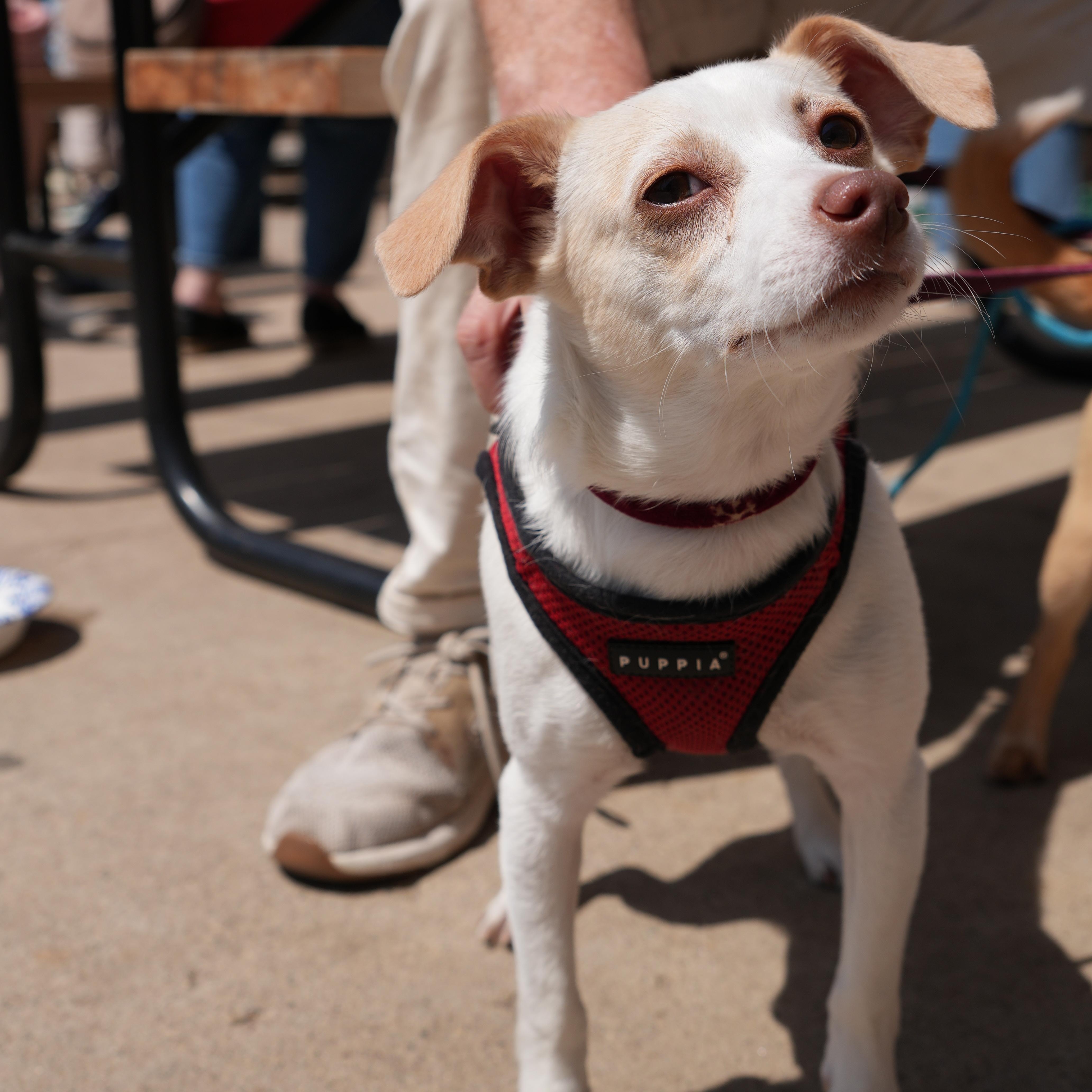 Jackson, a ADOPTABLE mixed breed in Minneapolis, MN image 4/6