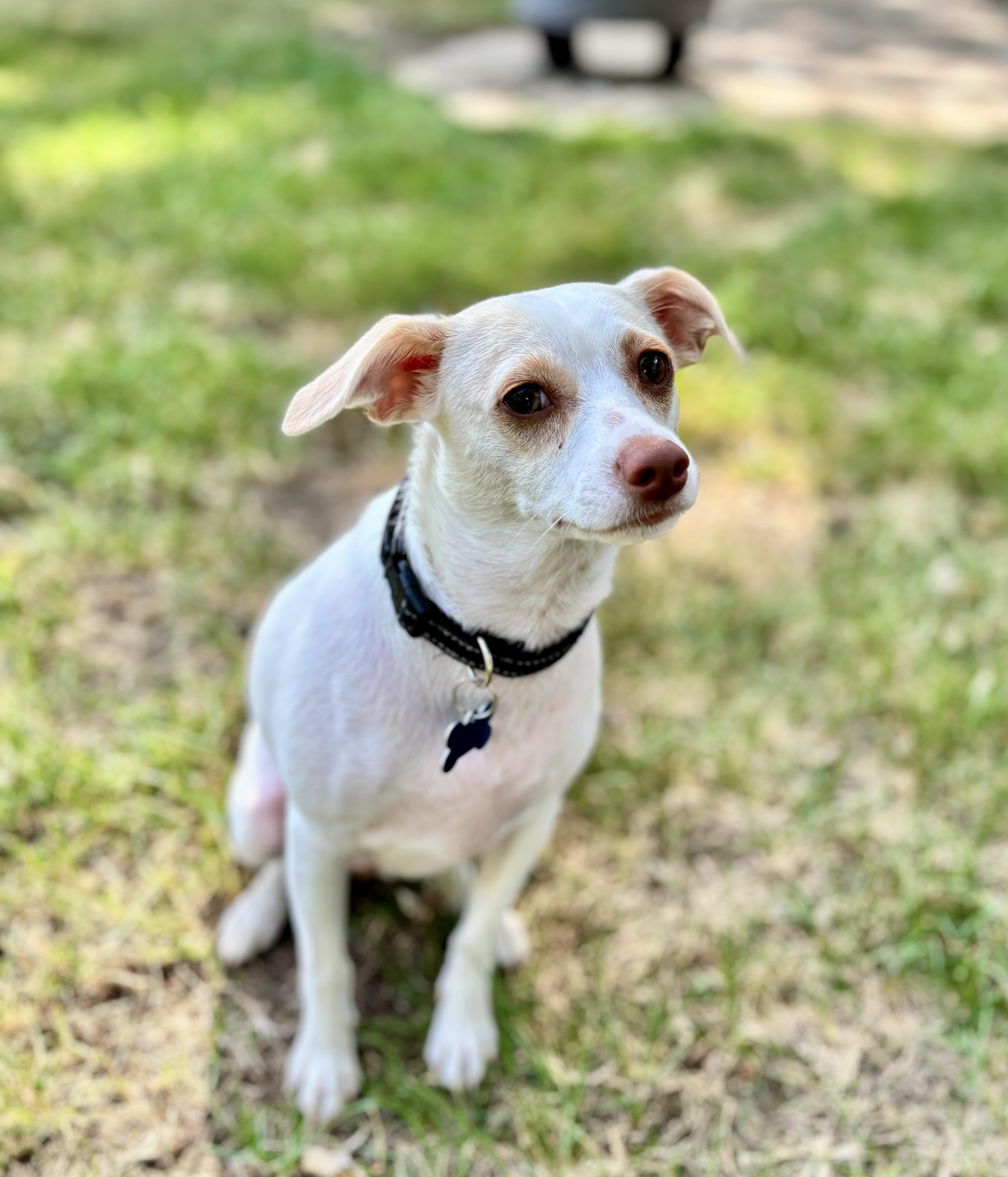 Enlarge Jackson, an adoptable mixed breed in Minneapolis, MN image 3/6