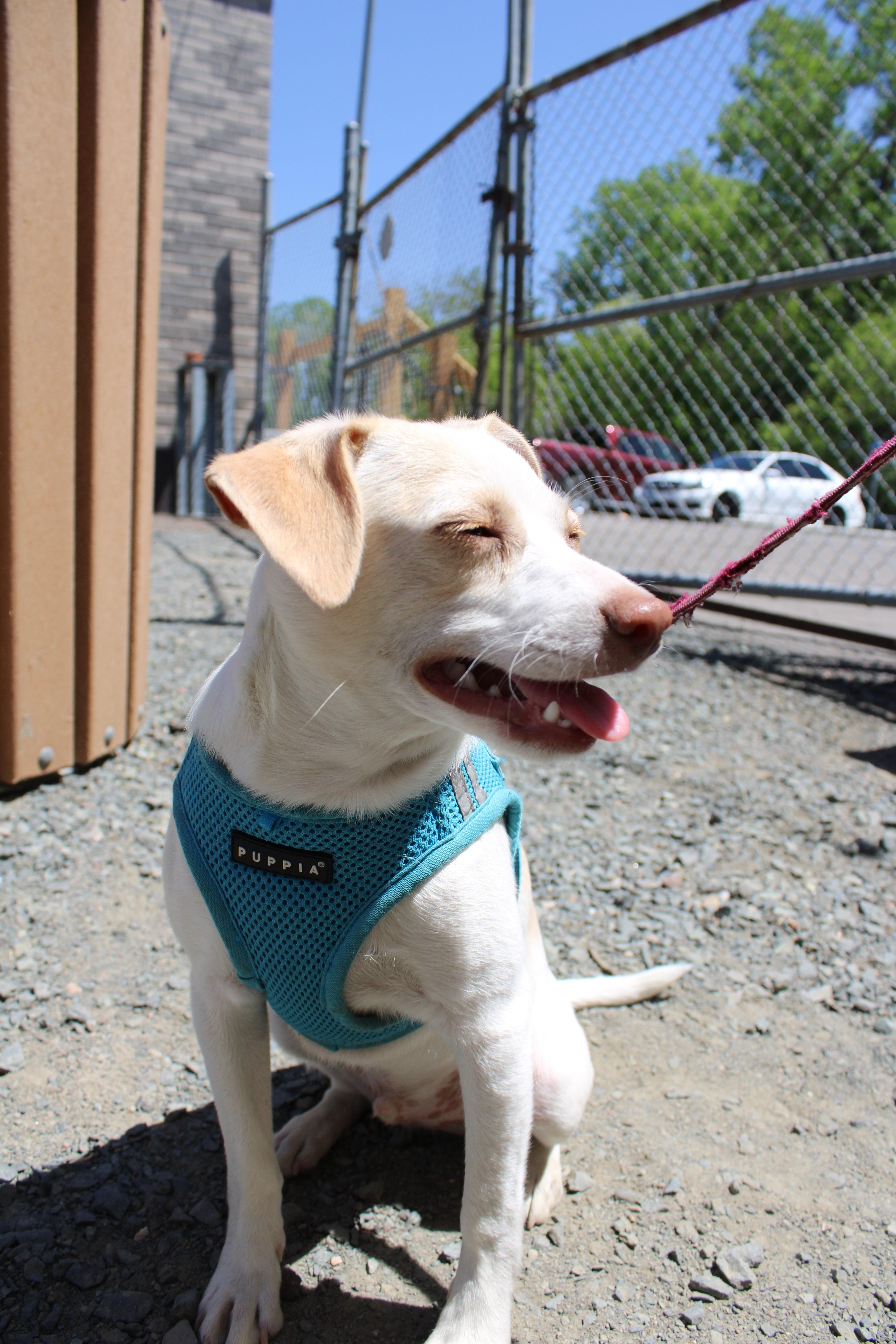 Jackson, a ADOPTABLE mixed breed in Minneapolis, MN image 2/6