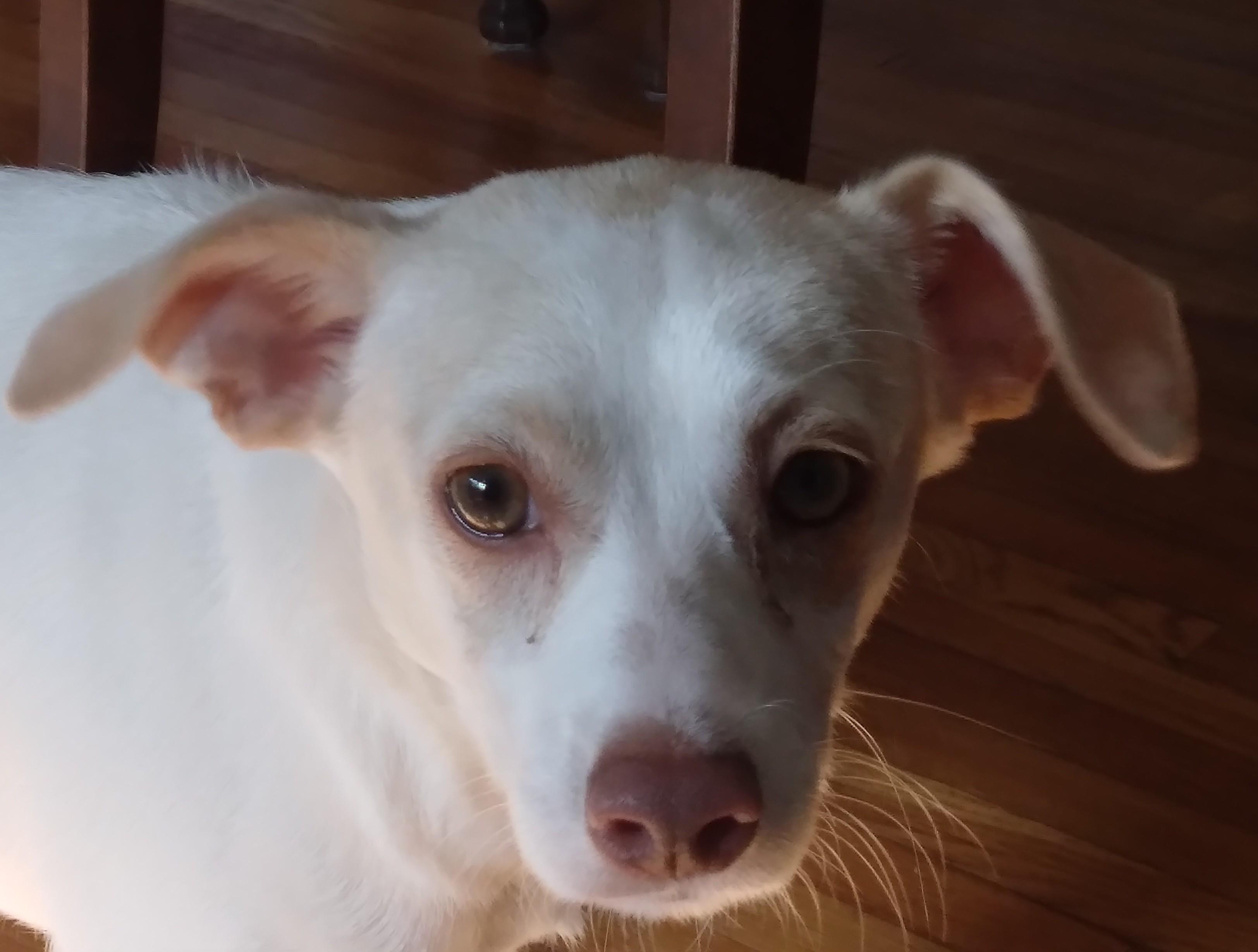 Jackson, a ADOPTABLE mixed breed in Minneapolis, MN image 6/6