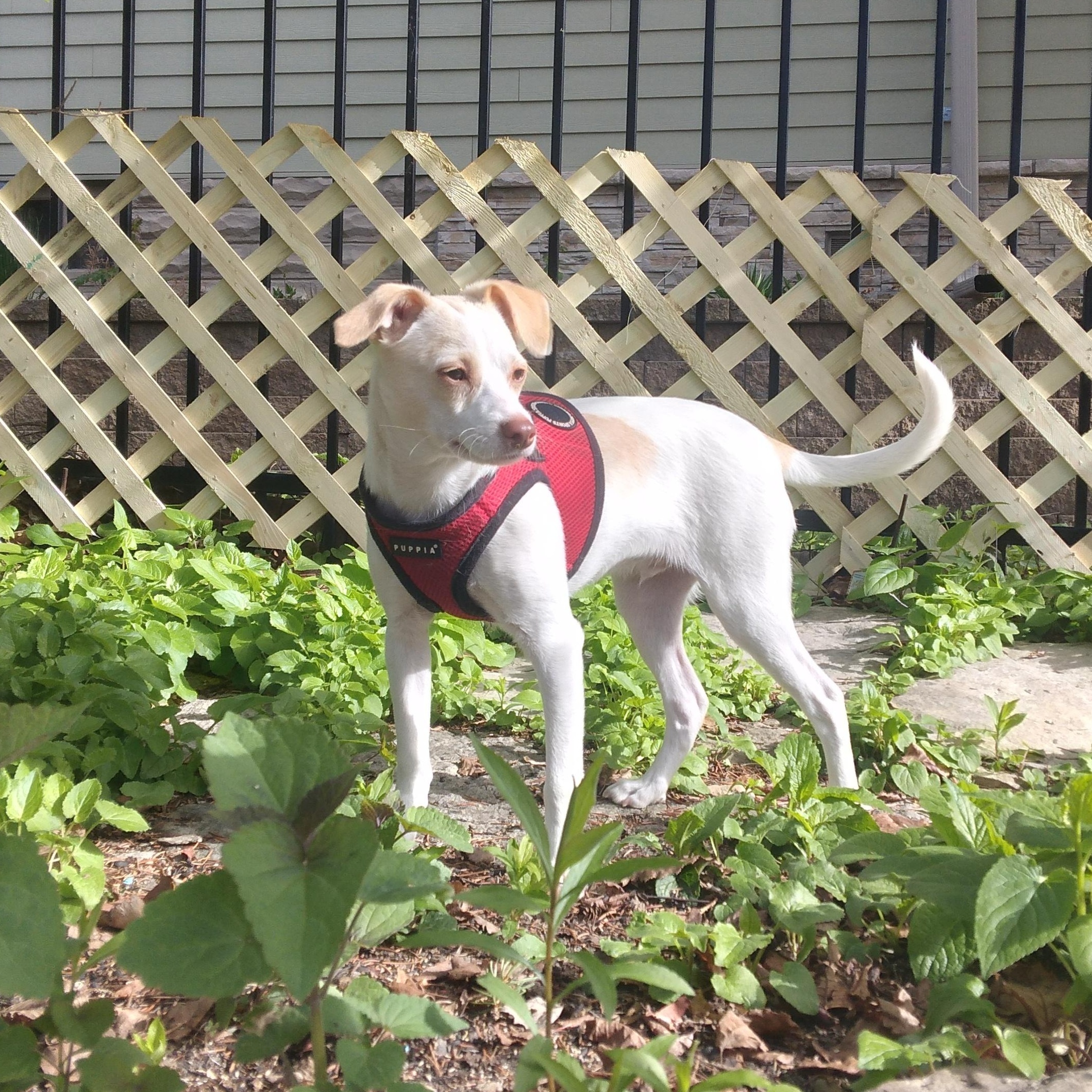Jackson, a ADOPTABLE mixed breed in Minneapolis, MN image 5/6