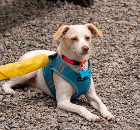Jackson, a ADOPTABLE mixed breed in Minneapolis, MN image 5/6
