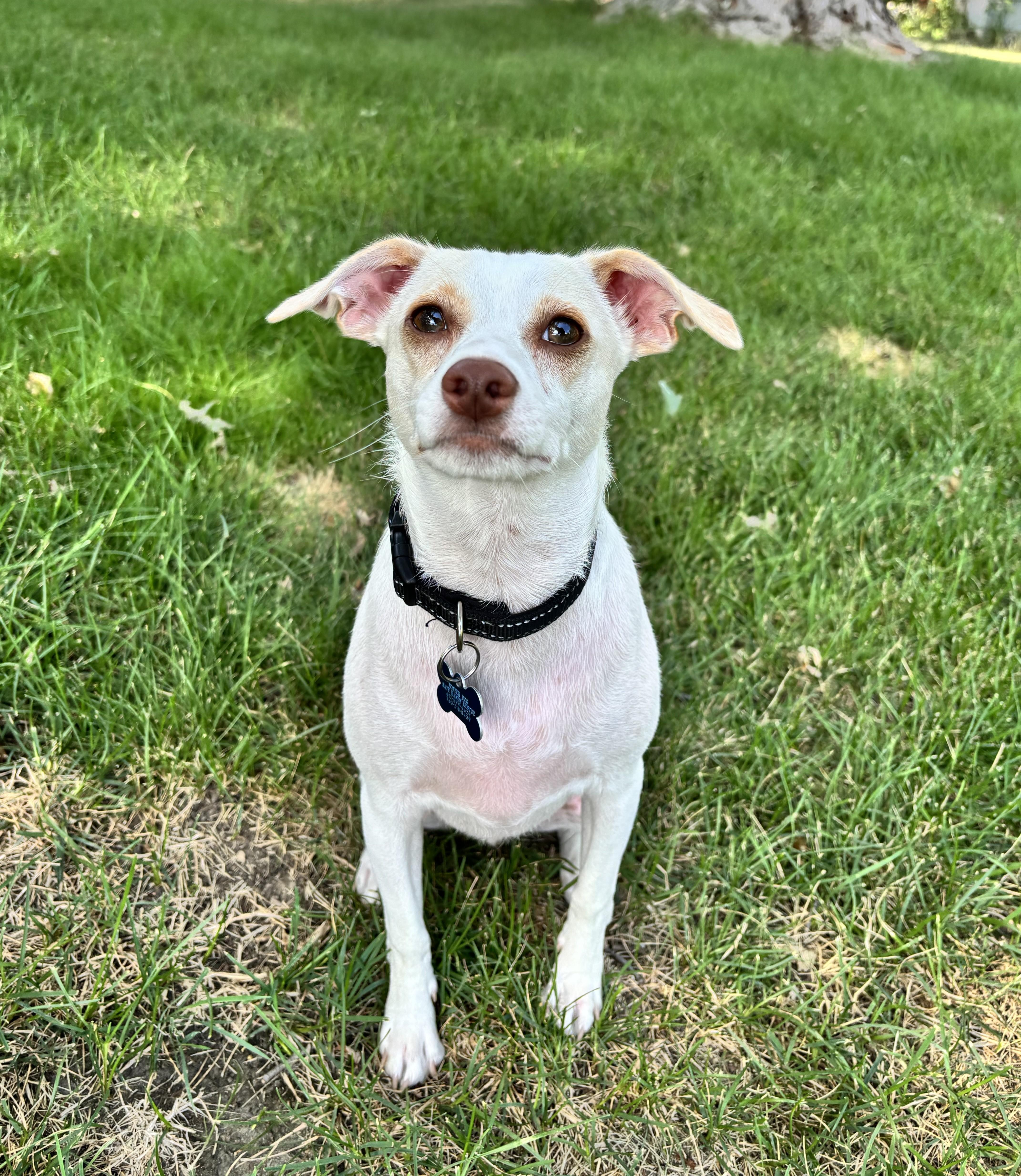 Jackson, adoptable, Puppy Male Chihuahua & Terrier.