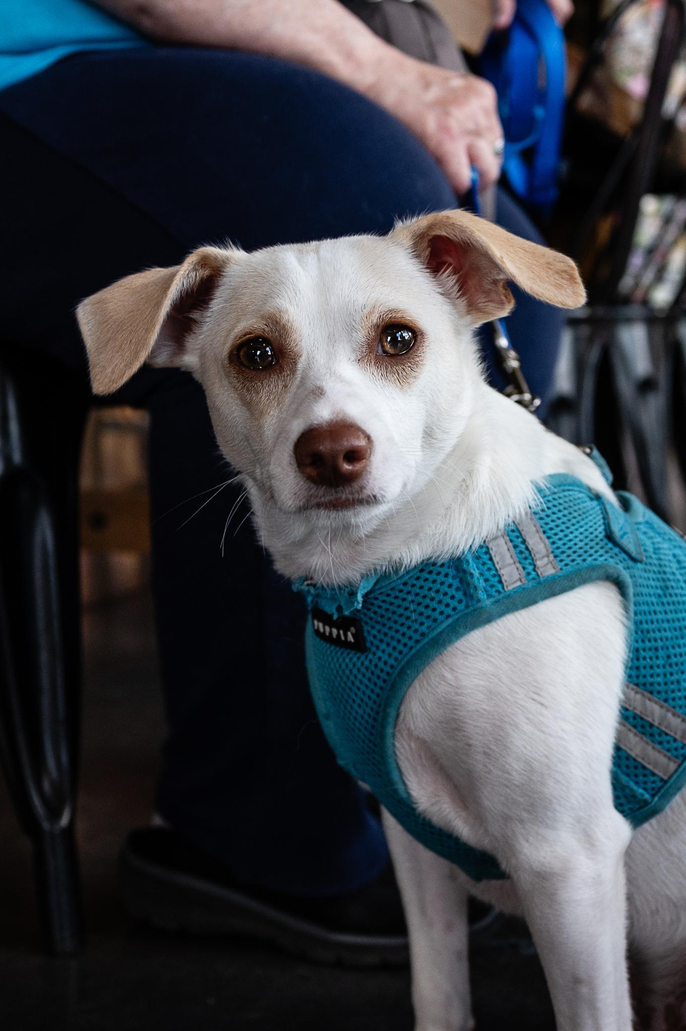 Jackson, ADOPTABLE, Puppy Male Chihuahua & Terrier.