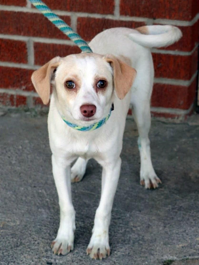 Jackson, ADOPTABLE, Puppy Male Chihuahua & Mixed Breed.
