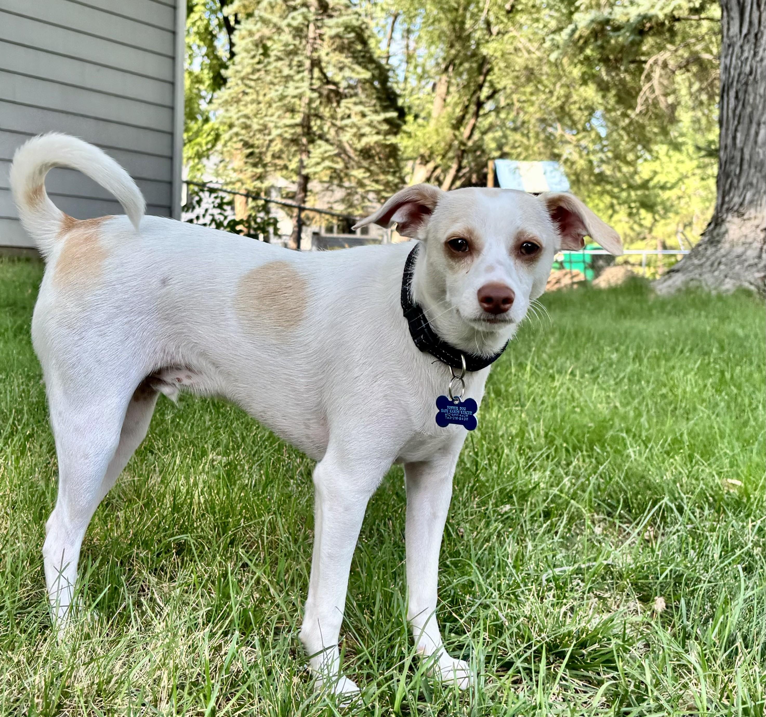 Enlarge Jackson, an adoptable mixed breed in Minneapolis, MN image 4/6