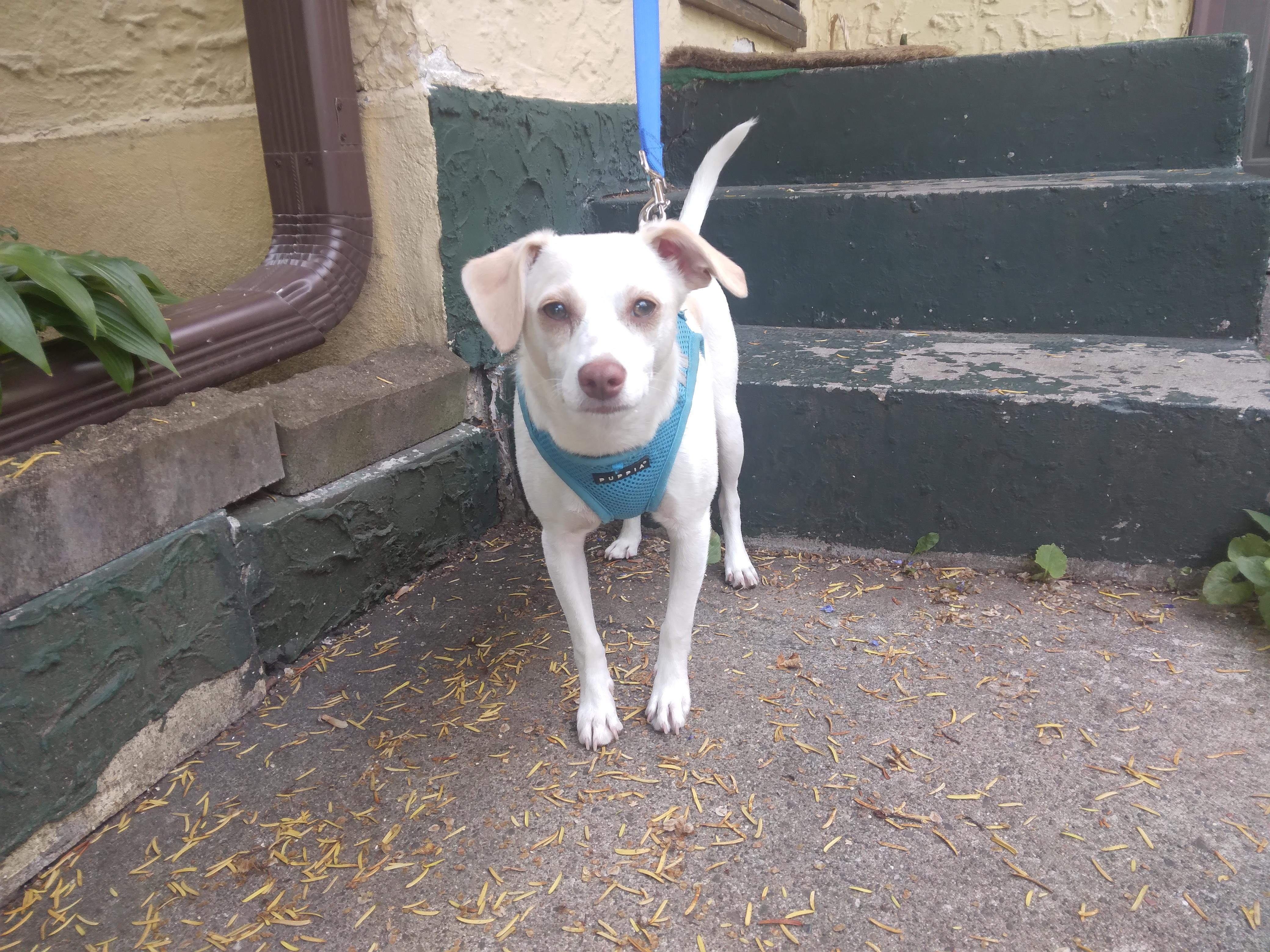 Jackson, a ADOPTABLE mixed breed in Minneapolis, MN image 6/6