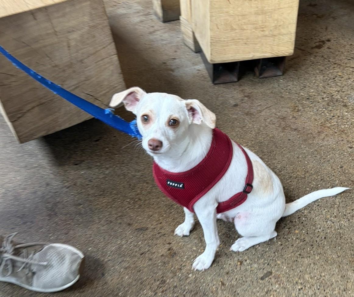 Enlarge Jackson, an adoptable mixed breed in Minneapolis, MN image 6/6