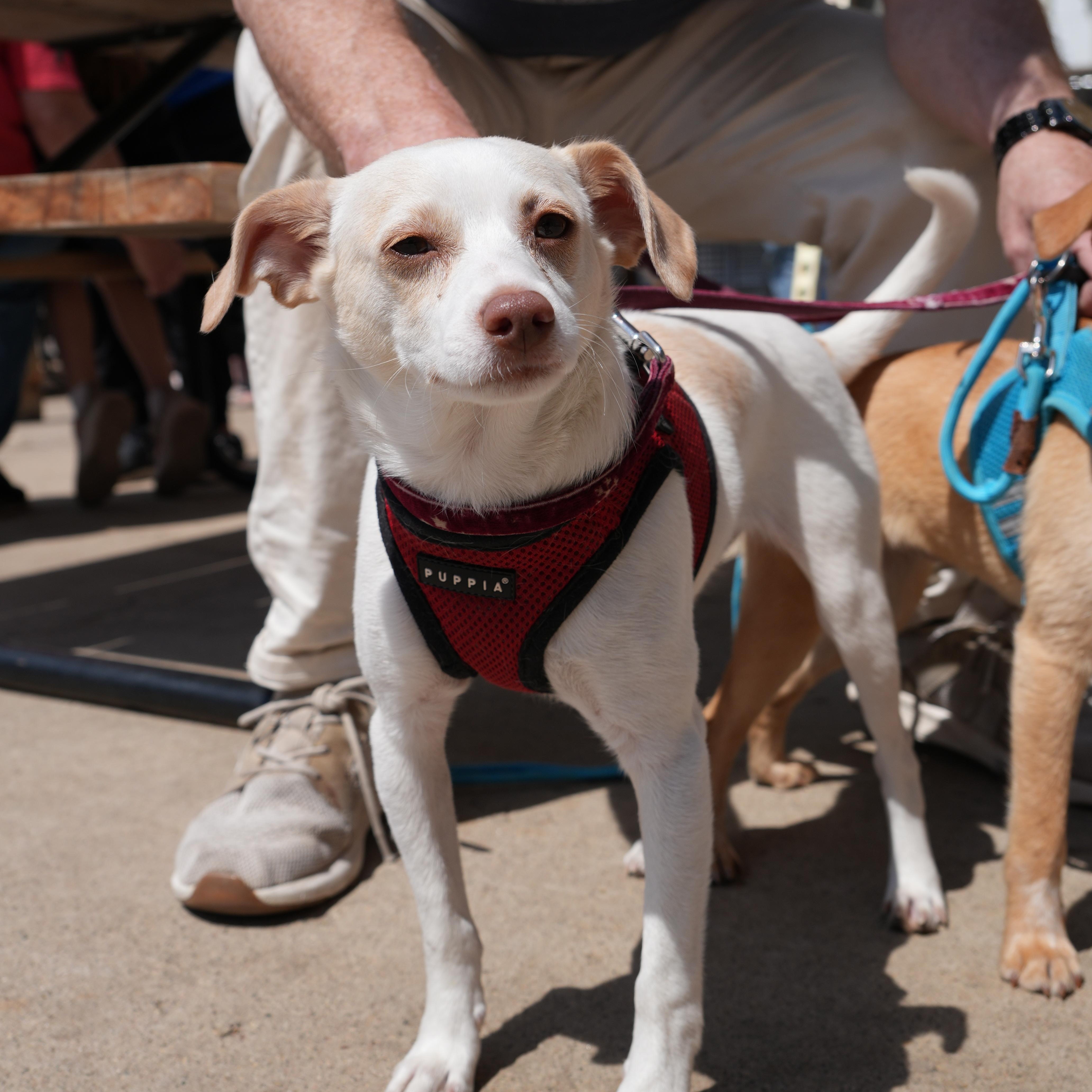 Jackson, ADOPTABLE, Puppy Male Chihuahua & Mixed Breed.